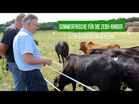 Sommerfrische für die Zebu Rinder  | Der Natur im Vulkanland auf der Spur | vulkantv.at