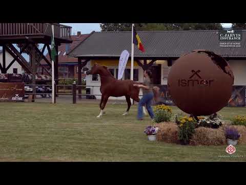 Ströhen 2025 Ismer Stud Horse Presentation   Class 1