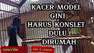 Download lagu SOLUSI KACER LAMBAT PANAS/TIDAK MAU TARUNG CUMA BAGONG DOANG #kacer #rawatankacer mp3