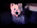 June 28 2012 Barney Starting To Eat At 3am PT 1