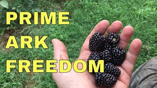 Prime Ark Freedom BLACKBERRY UPDATE