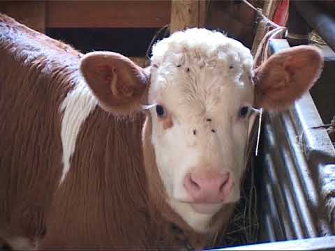 Архива доктор ветерине Владан Рајковић, одгајивач животиња март 2007.г.