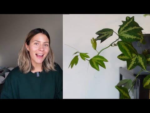 Unique Houseplants for Your Collection | Indoor Plants for Any Home
