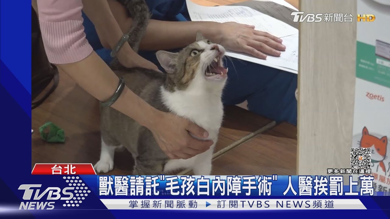 獸醫請託「毛孩白內障手術」 人醫挨罰上萬