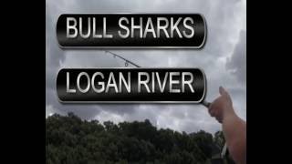 preview picture of video 'Bull sharks in the Logan river'