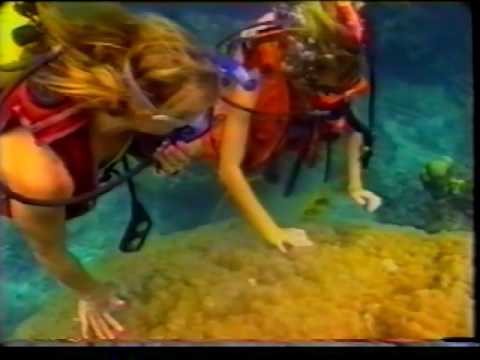 Great Barrier Reef Dive - Cairns, Australia - Feb 11, 1991 - 3