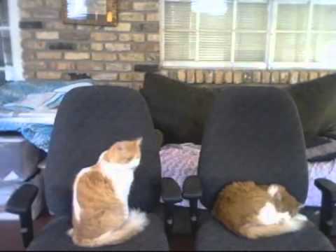 Secrets of the Lazy Cats