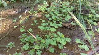 Download lagu 7 KHASIAT DAUN SEMANGGI DI SAWAH LERENG BUKIT mp3