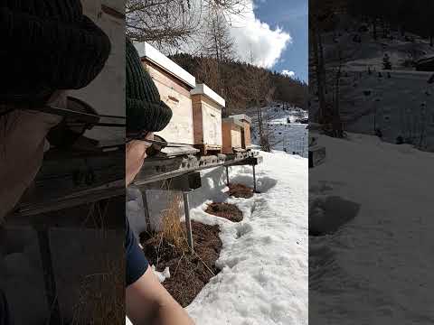 Bienen leben noch! Eine gute Nachricht für die Permakultur