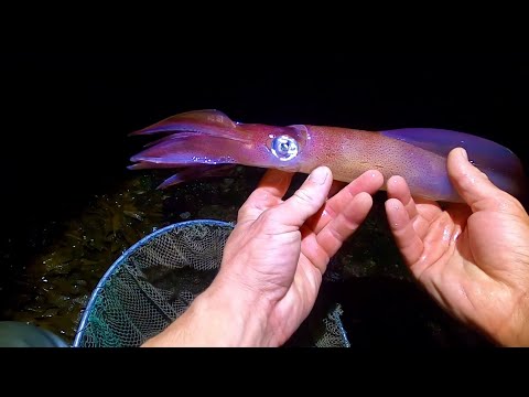 Amazing Foraging Adventure ! So Much Life ! Catch Clean Cook - Salt & Pepper Squid