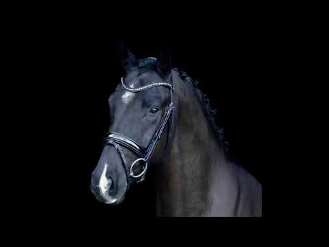 Thor de Hus (Toto Jr. x Don Juan de Hus)