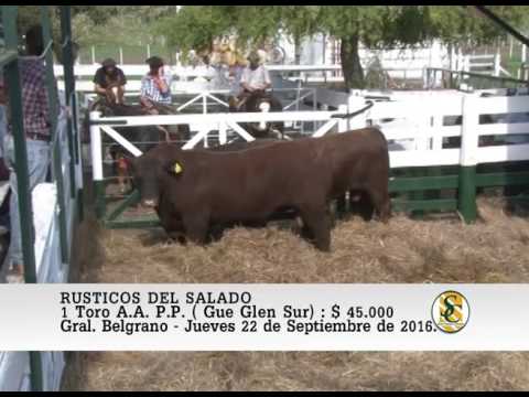 22-09-16 Venta de Toros A.A. P.P. - Rústicos del Salado. Gral Belgrano.