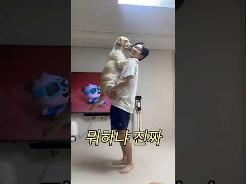 권태기 #포캣멍센터 #다다 #리트리버