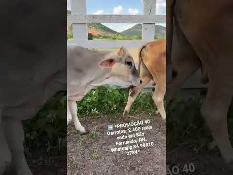 ➡️ *PROMOÇÃO 40 Garrotes: 2.400 reais cada em São Fernando/ RN. Whatsapp 84 99810 2784*#gado