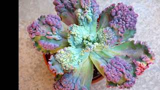 Dick Wright on Echeverias 2: Wright Cultivars