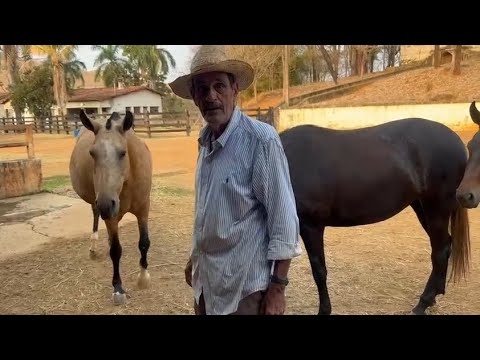 Mr. Beto Itagiba showing the result of 50 years of selection! The docility of the Girona herd.