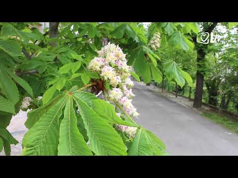 Izdvojeno 23.4.2020. -  Laudato TV obilježila Dan planeta Zemlje