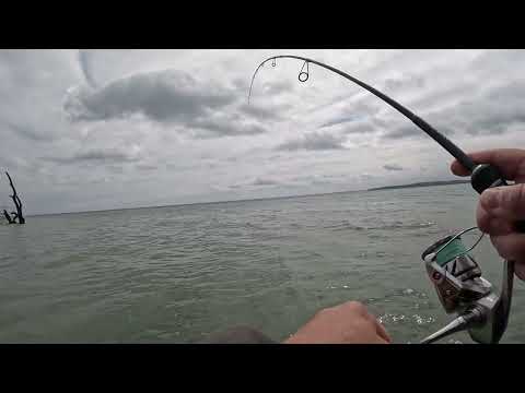 Trying to catch 🎣 sea trout in the summer ☀️ | #fishing #nature #sea #iloveseatrout 
