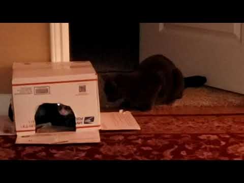 Kitty Boys and Dabba Post Office