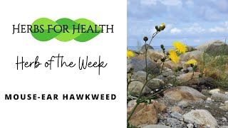 Mouse Ear Hawkweed - Herb Of The Week | Herbs For Health