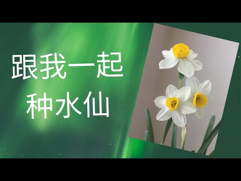 長壽水仙