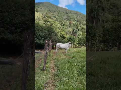 Fazenda esperança!!  Formoso Go!