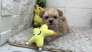 ハーフ犬の動画01