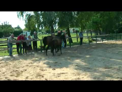 Traumprinz Fohlenaufnahme