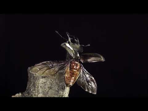 ミヤマクワガタの飛翔　スローな世界