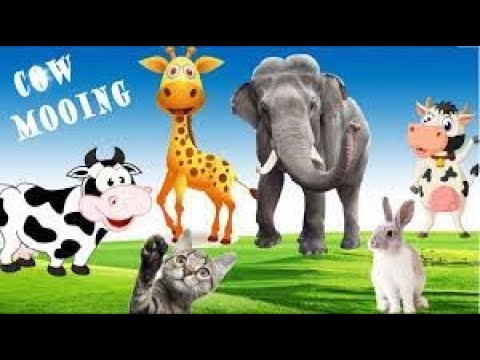 1 hour animal universe sounds, cow mooing, funny cat, dog, monkey
