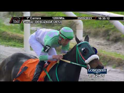 230929 c01 GATA DE VERANO