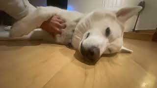 Belly Rubs are the Key to My Husky's Heart
