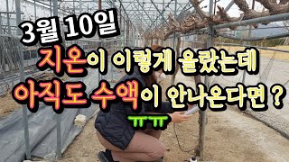 포도나무 수액이 아직도 안나온다구요 ?