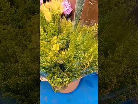 Lady's bedstraw @lenlineofwvlog0601