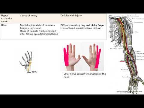 Upper Extremity Nerve Injury | MSK | Step 1 Simplified