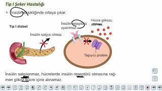 Eğitim Vadisi AYT Biyoloji 2.Föy Endokrin Sistem - Duyu Organları 2 Konu Anlatım Videoları