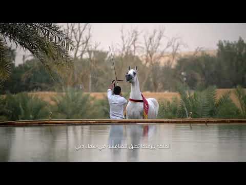 The Queen Perfinka competes for gold at Dubai International Championship 2021