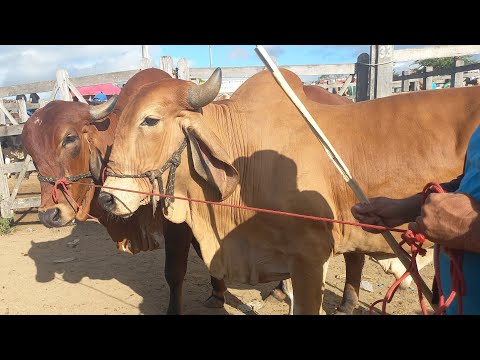 Feira de gado. Só as pareias em Dois Riachos Alagoas 29/07/26#nordeste 