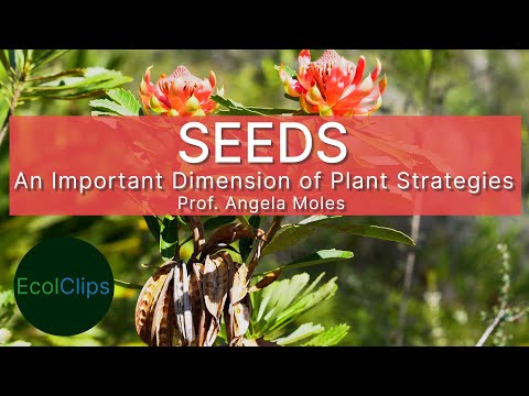 Seeds: An Important Dimension of Plant Strategies with Prof. Angela Moles | EcolClips