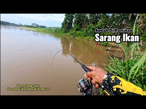 IN BRIEF, FISHING WHILE CASTING || IT'S SO EASY TO FIND HAMPALA FISH IN THIS RIVER