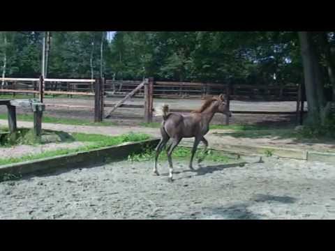 Ajdora (Ajman Moniscione x Priscilla) sold to Jordan in foal to Ever After NA