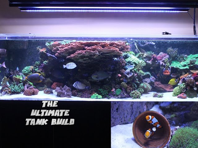 Ep 2. Picking up My Reef Savvy Tank