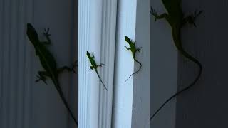 #green  #lizard #beautiful #animallover #mothernature #foryou #youtubeshorts #lifestylevlog #shorts
