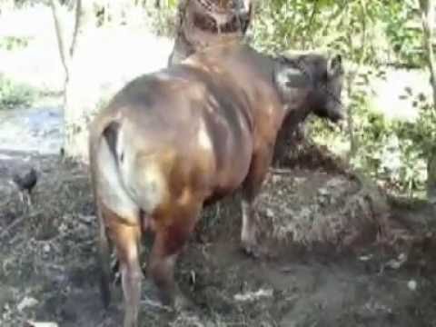 download video viral Cara Cepat Mempergemuk Sapi, download Cara Cepat Mempergemuk Sapi gratis, unduh Cara Cepat Mempergemuk Sapi