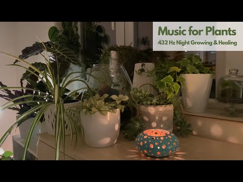Music for Plants 432 Hz Frequency for Growing Healthy Plants during the Night