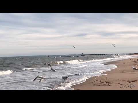 *.:｡.✿`° ★𝙌𝙪𝙚 𝙖𝙣𝙙𝙖𝙣 𝙝𝙖𝙘𝙞𝙚𝙣𝙙𝙤 𝙚𝙨𝙖𝙨 𝙜𝙖𝙫𝙞𝙤𝙩𝙖𝙨.𝙇𝙤 𝙘𝙖𝙢𝙞𝙣𝙖𝙣𝙩𝙚𝙨 ❀。・