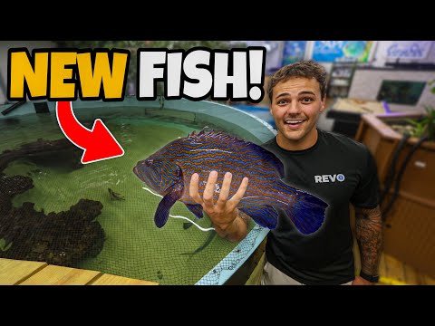 Jemand hat einen riesigen Zackenbarsch für den Teich gespendet!!