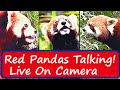 Red Panda Sounds Filmed Live w/3 Cute Red Panda (Red Panda Noise On Camera)