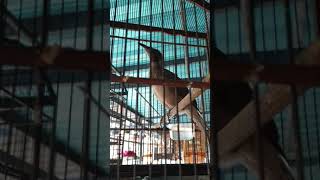 Download lagu Burung Koak kaok Lombok gacor(3) mp3