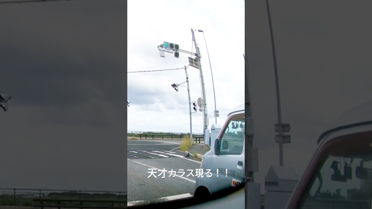驚愕！天才カラス現る！横断歩道を歩いて渡ります！！